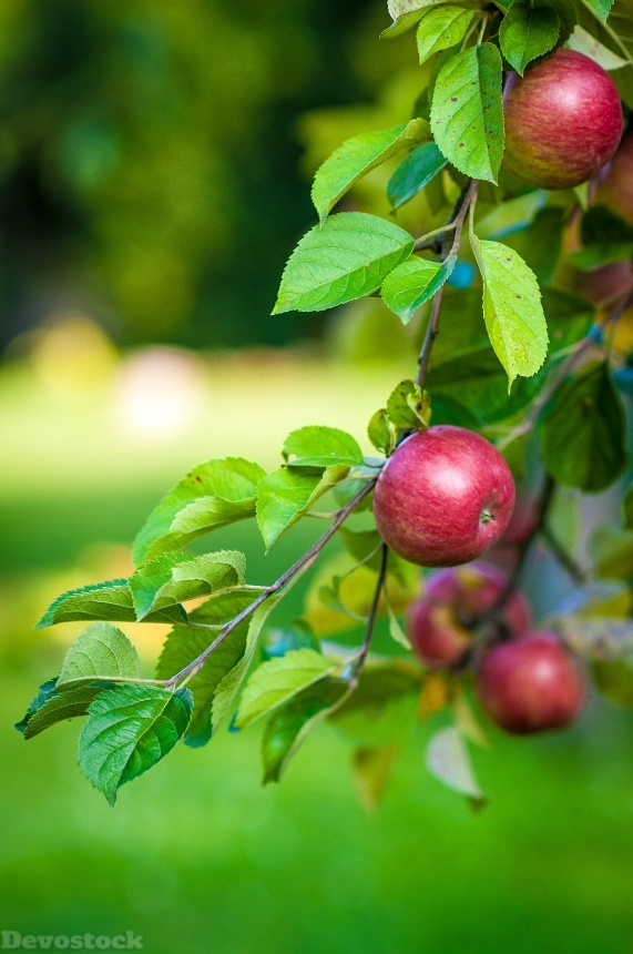 Devostock Apple Tree Fruit Food