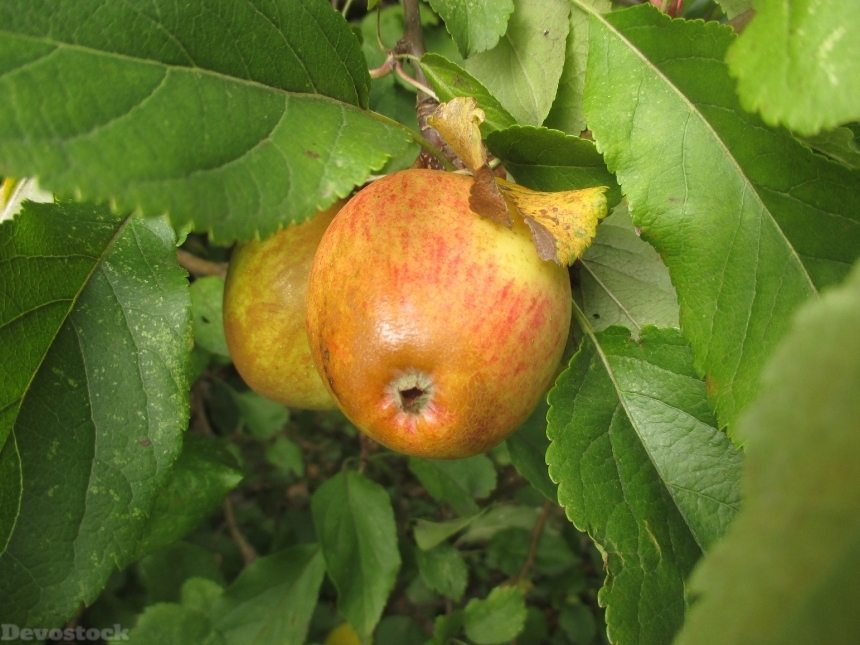 Devostock Apple Tree Fruit Garden 0