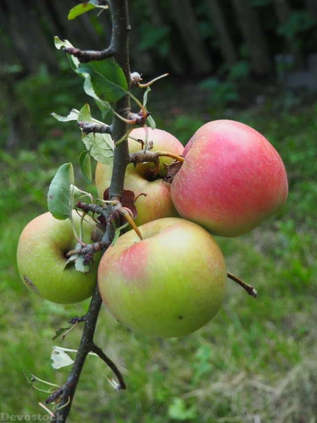 Devostock Apple Tree Fruit Garden