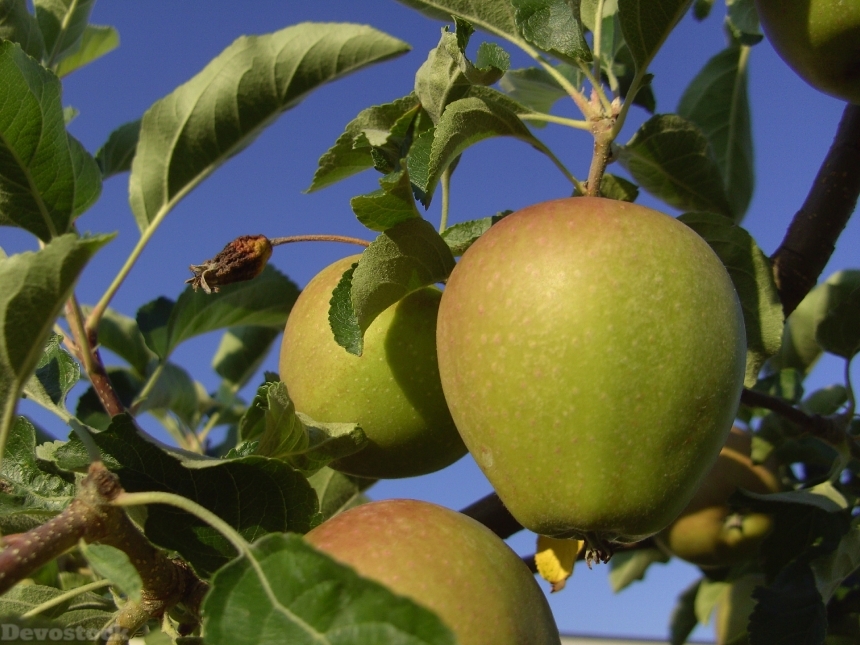 Devostock Apple Tree Fruit Healthy