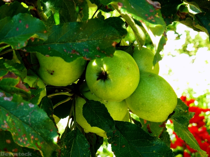 Devostock Apple Tree Fruit Pome