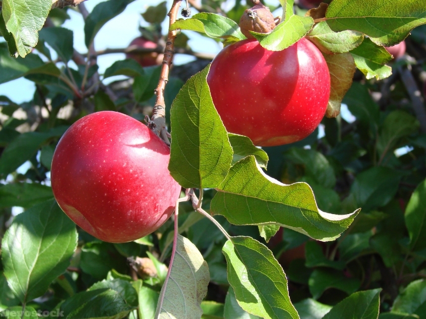 Devostock Apple Tree Fruit Red