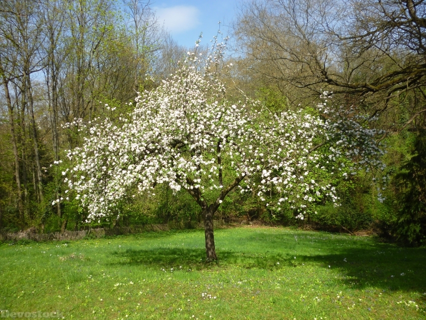 Devostock Apple Tree Fruit Tree