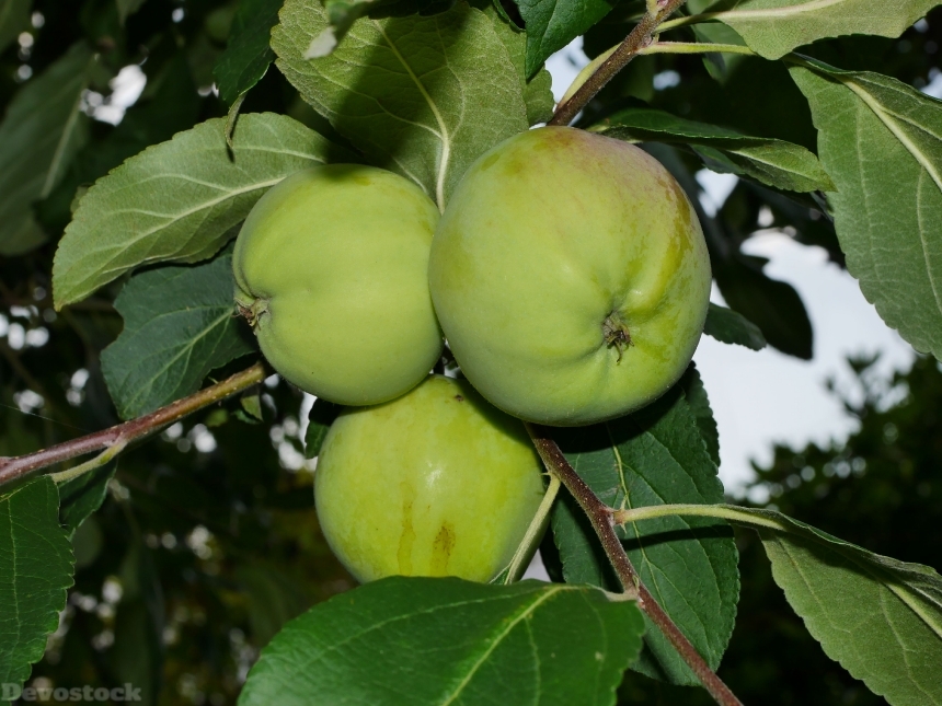 Devostock Apple Tree Green Fruit 2