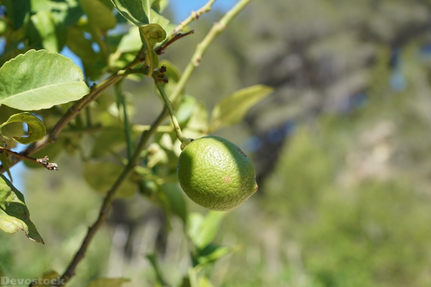 Devostock Apple Tree Green Fruit