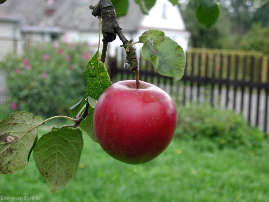 Devostock Apple Tree Growing Ripe