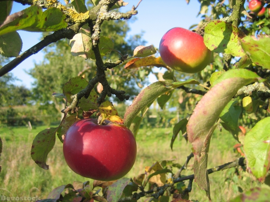 Devostock Apple Tree Meadow Fruit