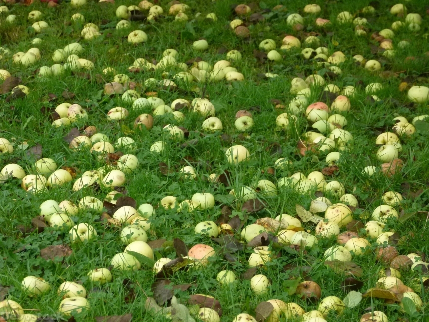 Devostock Apple Windfall Meadow Fruit