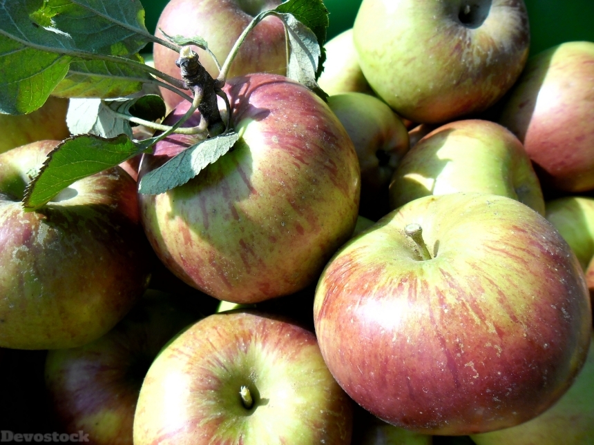 Devostock Apples Apple Fall Garden