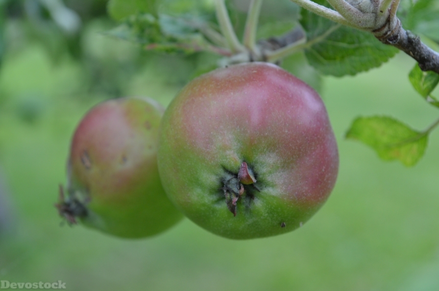 Devostock Apples Apple Tree Fruit