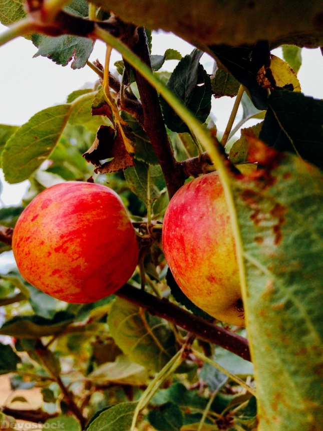 Devostock Apples Apple Tree Tree