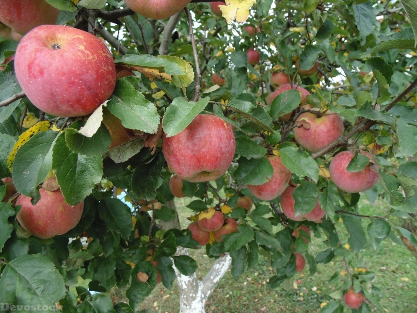 Devostock Apples Autumn Fruit Healthy