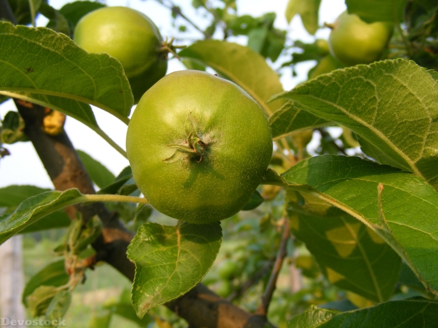 Devostock Apples Branch Green Leaves 0