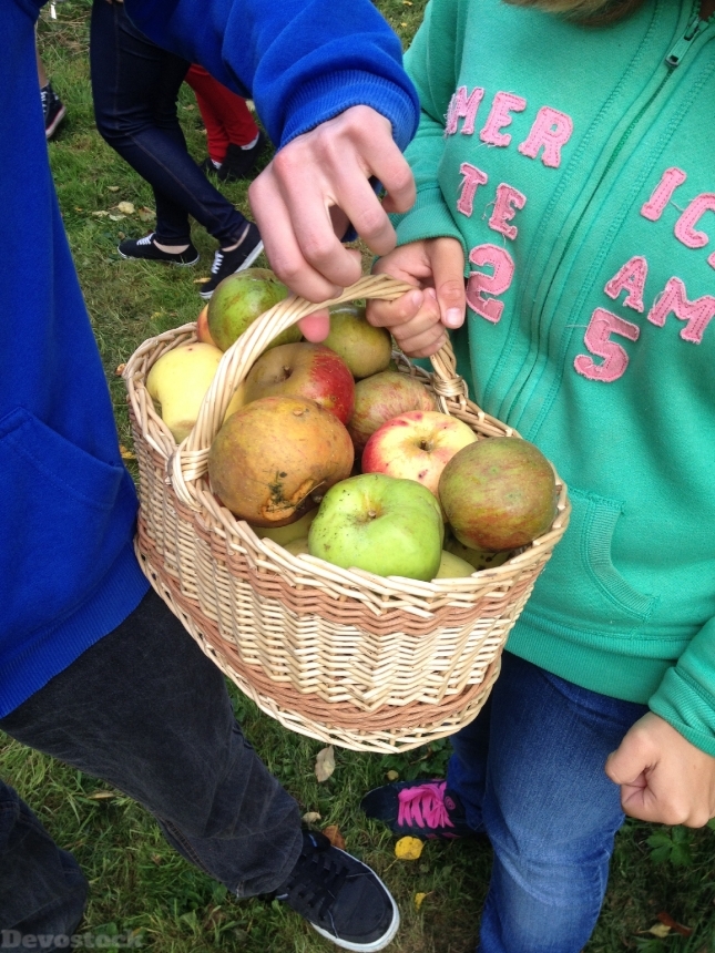 Devostock Apples Collection Basket Harvest