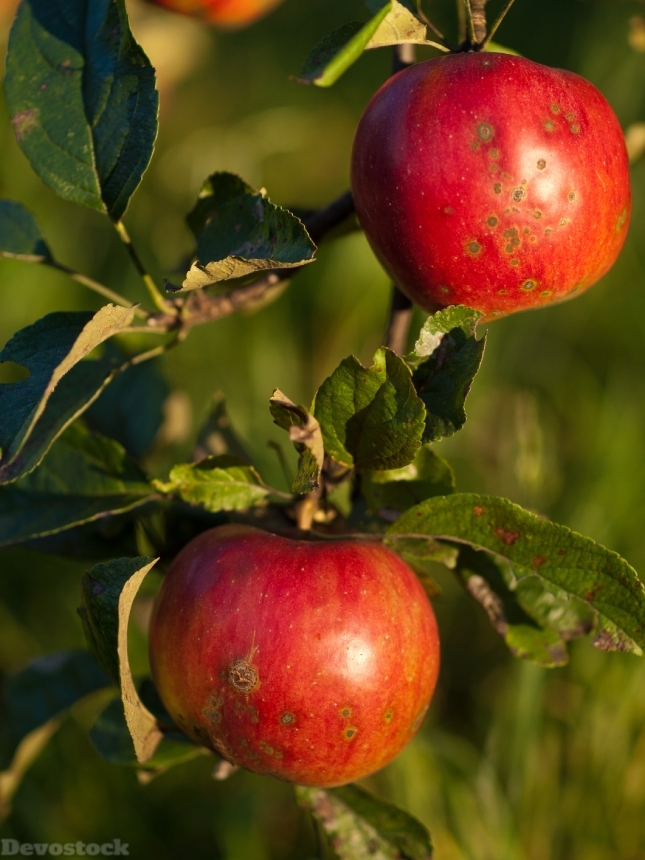 Devostock Apples Collections Red Fruit