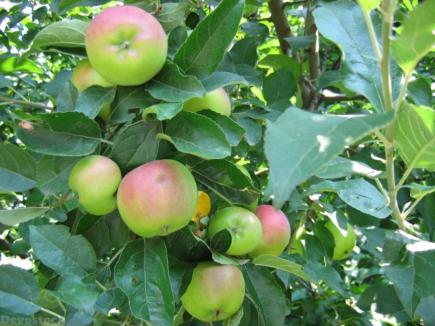 Devostock Apples Fruit Apple Tree 0