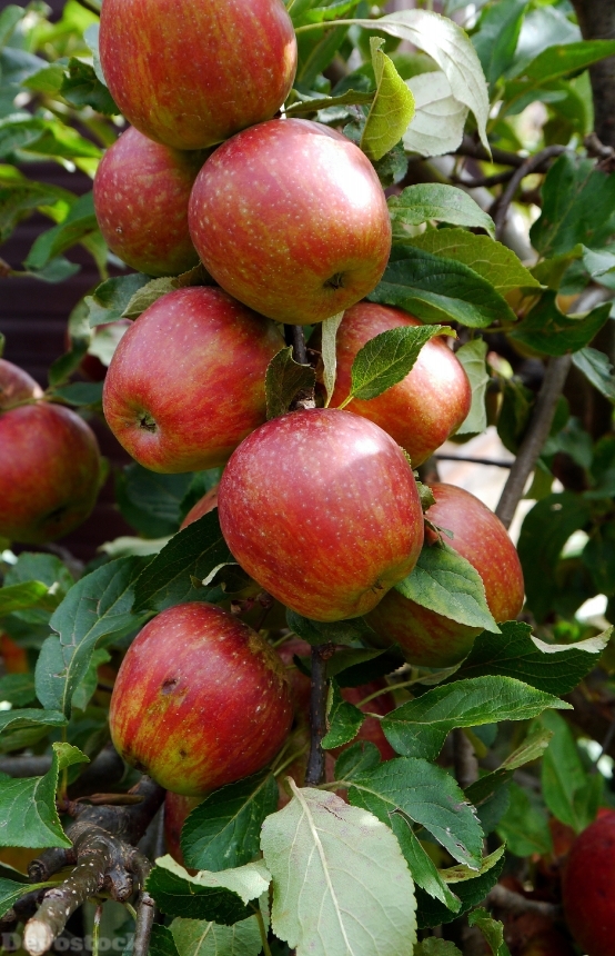 Devostock Apples Fruit Apple Tree