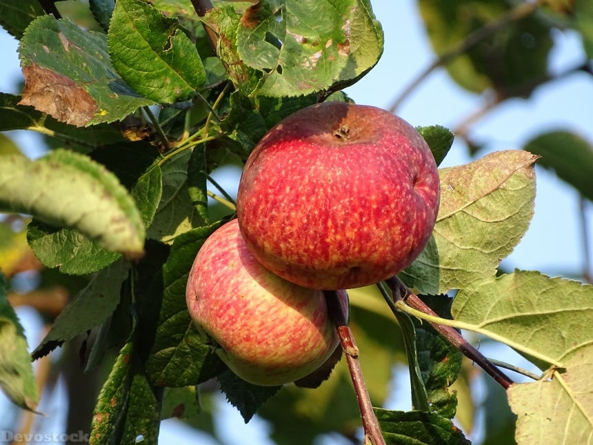 Devostock Apples Fruit Autumn Georgia