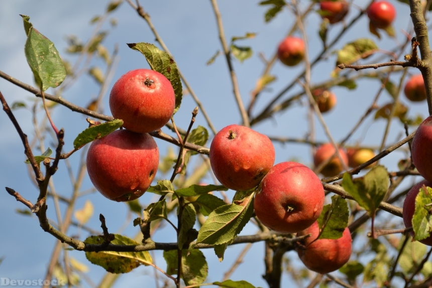 Devostock Apples Fruit Autumn Healthy