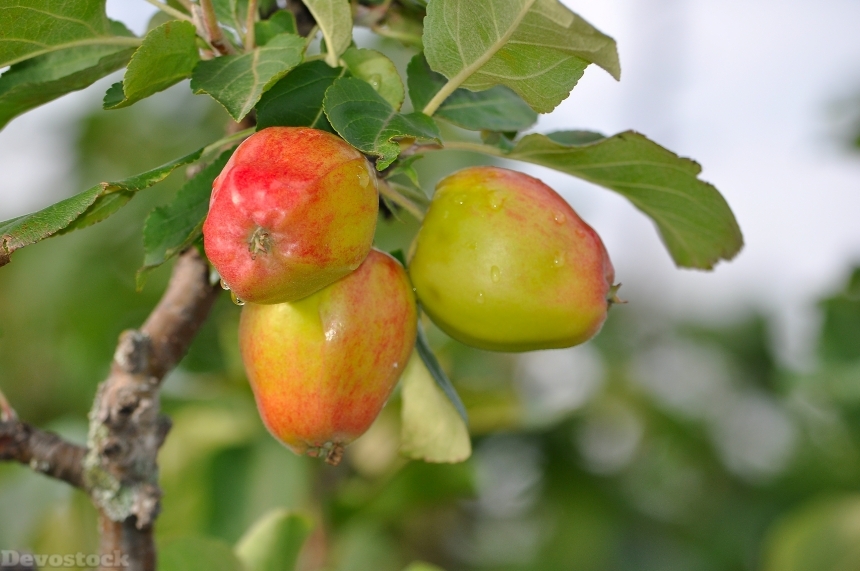 Devostock Apples Fruit Food Red 0