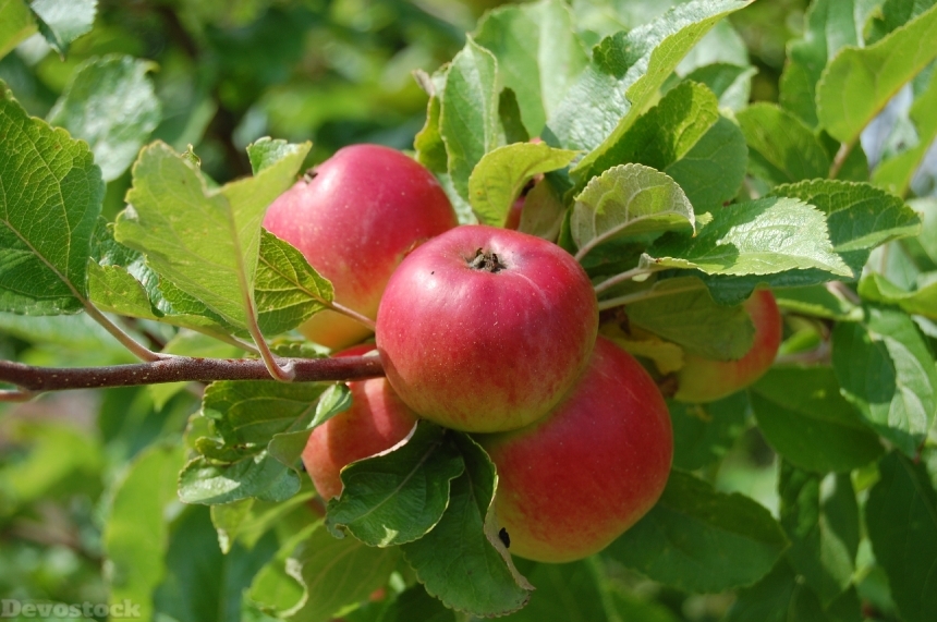 Devostock Apples Fruit Fruit Trees