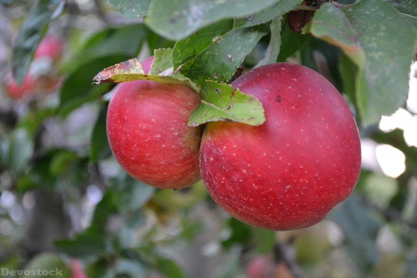 Devostock Apples Fruit Fruits Food