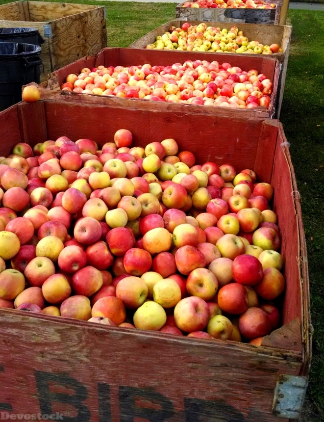 Devostock Apples Fruit Harvest Fresh