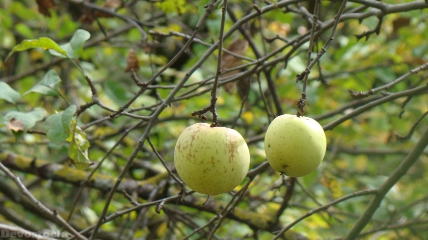 Devostock Apples Fruit Nature 740358