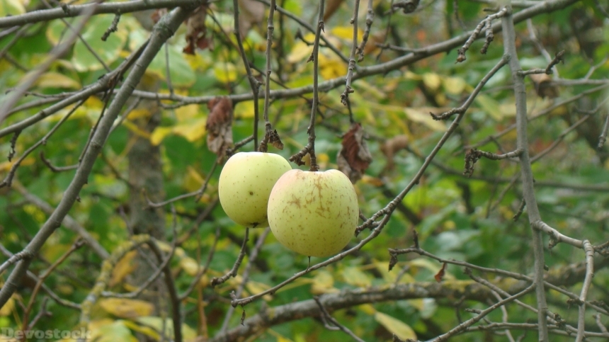 Devostock Apples Fruit Nature 740362