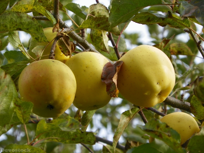 Devostock Apples Fruit Ripe Freshness