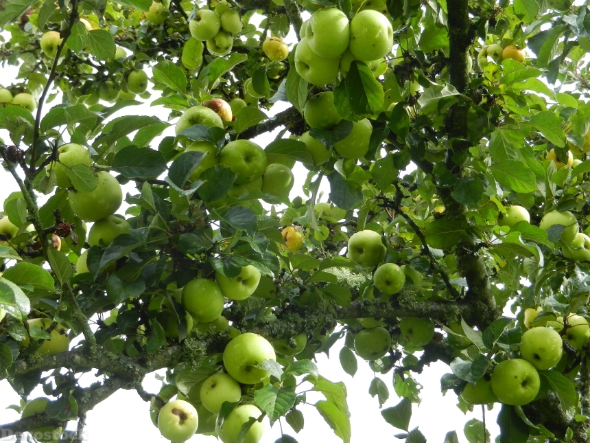 Devostock Apples Fruit Tree Green