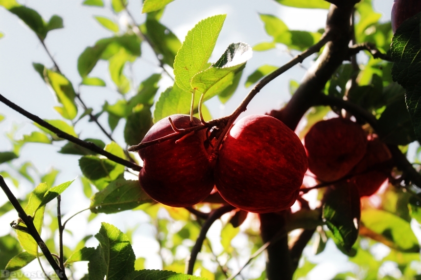 Devostock Apples Fruit Tree Growing