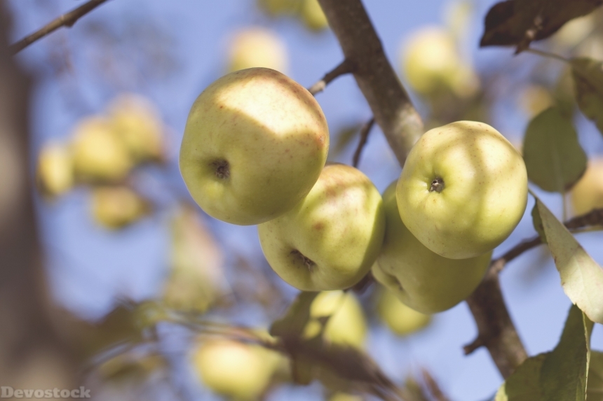 Devostock Apples Fruits Food Trees 0