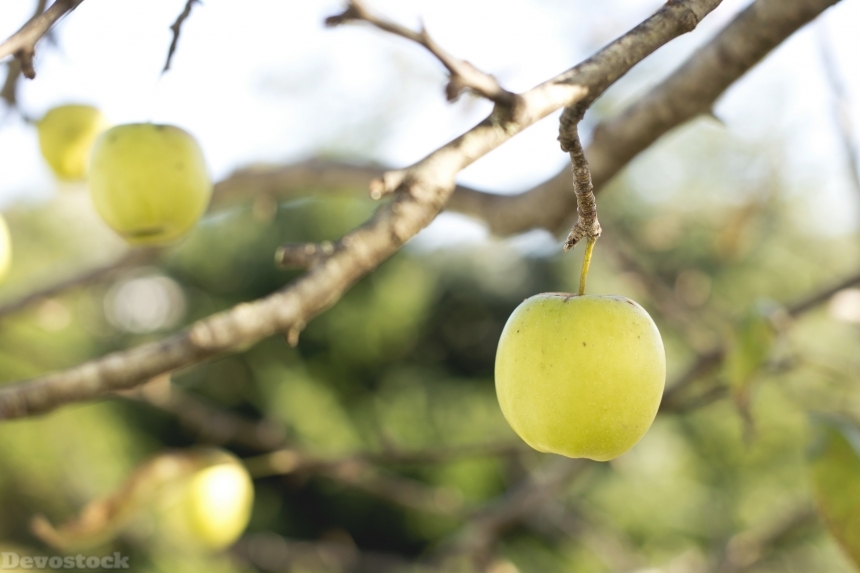 Devostock Apples Fruits Food Trees