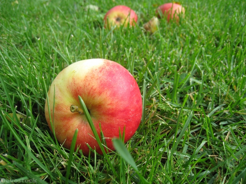 Devostock Apples Grass Fall Fruit