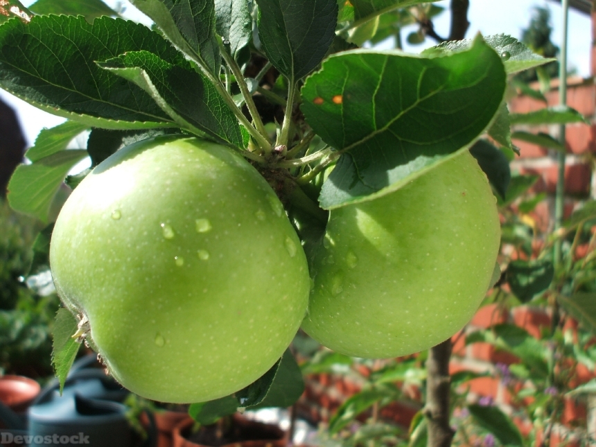Devostock Apples Green Growing Fruit