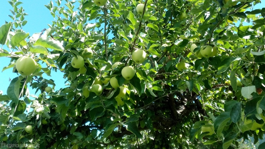Devostock Apples Harvest Fruit Organic