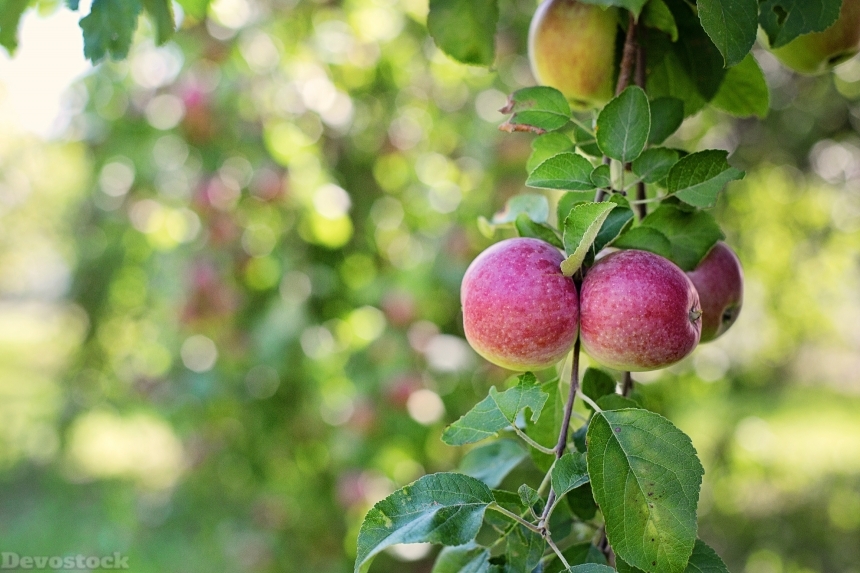 Devostock Apples In Tree Apples