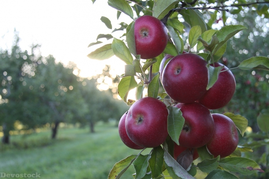 Devostock Apples Orchard Sunlight Fruit