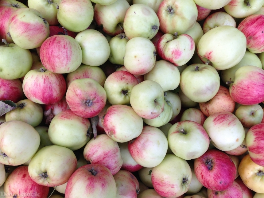 Devostock Apples Organic Farm Fruit