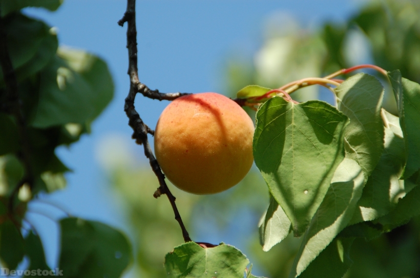 Devostock Apricot Fruit South Provence 0