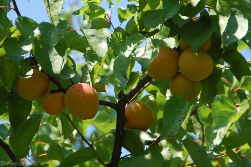 Devostock Apricot Fruit South Provence