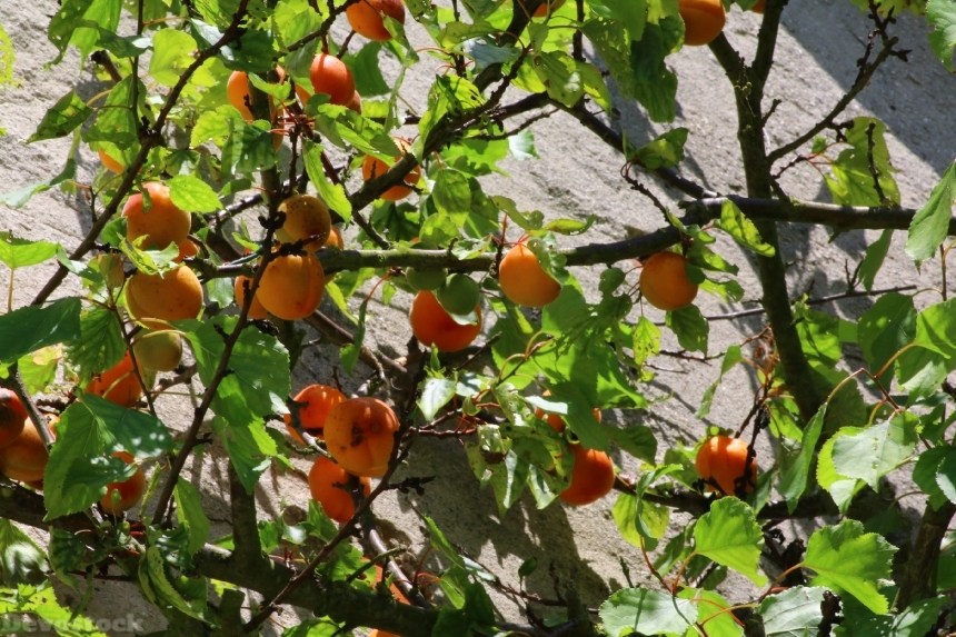 Devostock Apricot Fruit Tree Garden 0