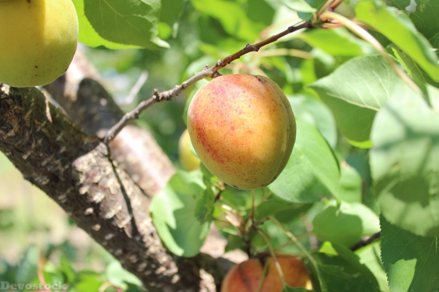 Devostock Apricot Fruit Tree Summer