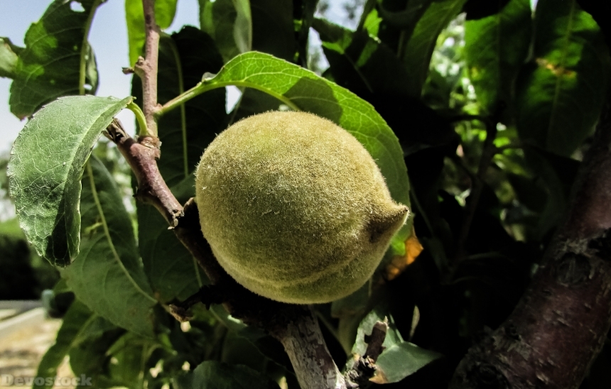 Devostock Apricot Fruit Unripe Garden