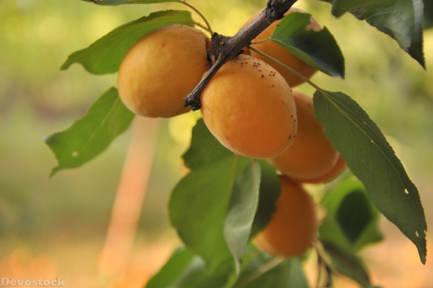 Devostock Apricot Garden Tree Nature