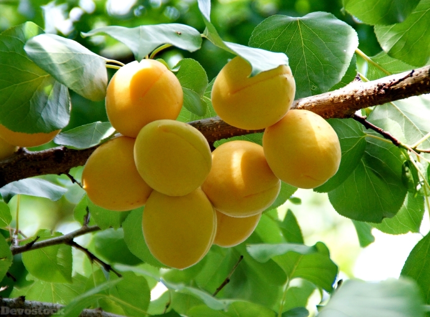 Devostock Apricot Harvest Fruit Tree