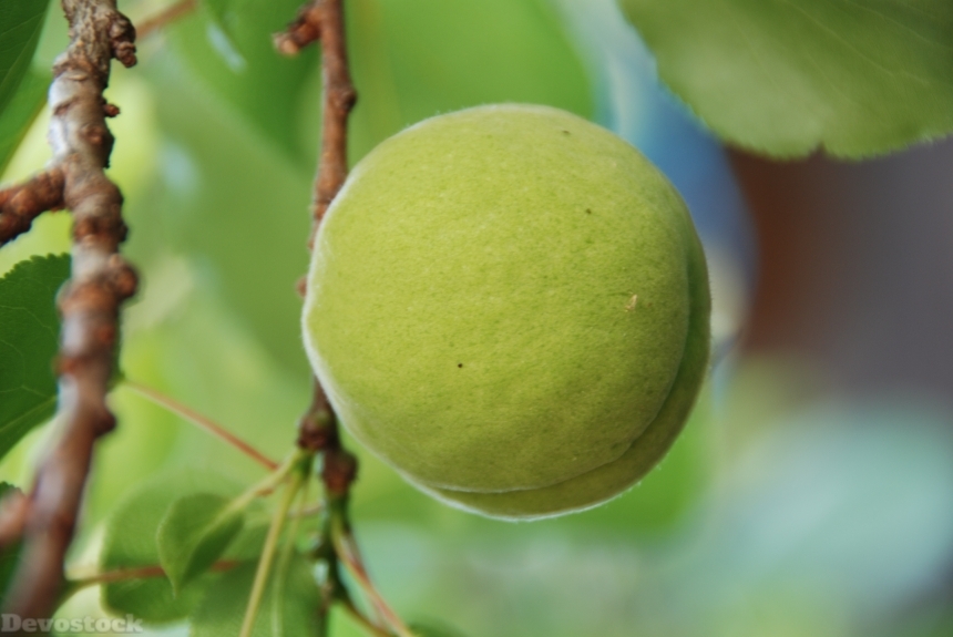 Devostock Apricot Immature Green Fruit