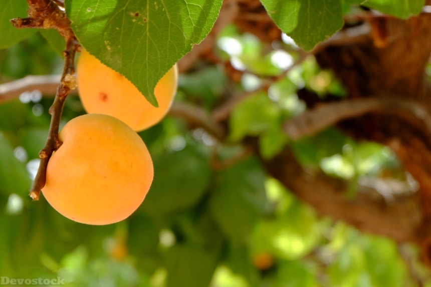 Devostock Apricot Nature Fruit 1477448