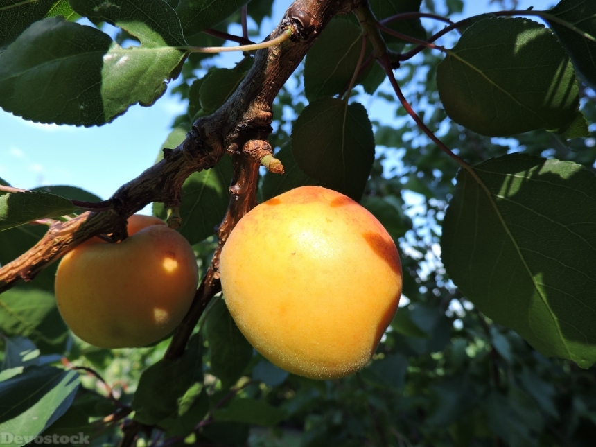 Devostock Apricot Wachau Yellow Fruit